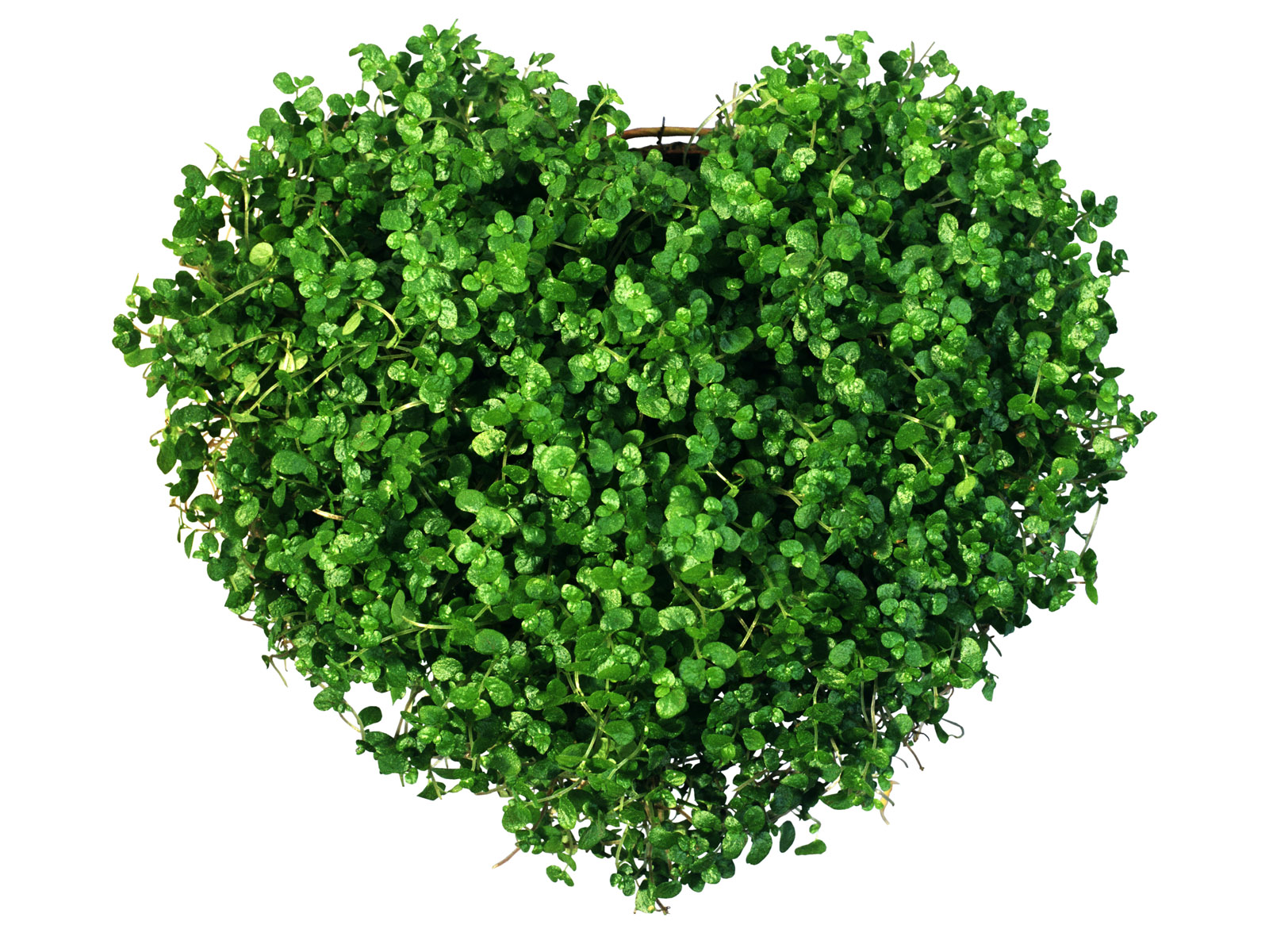 plants-form-love-wallpaper